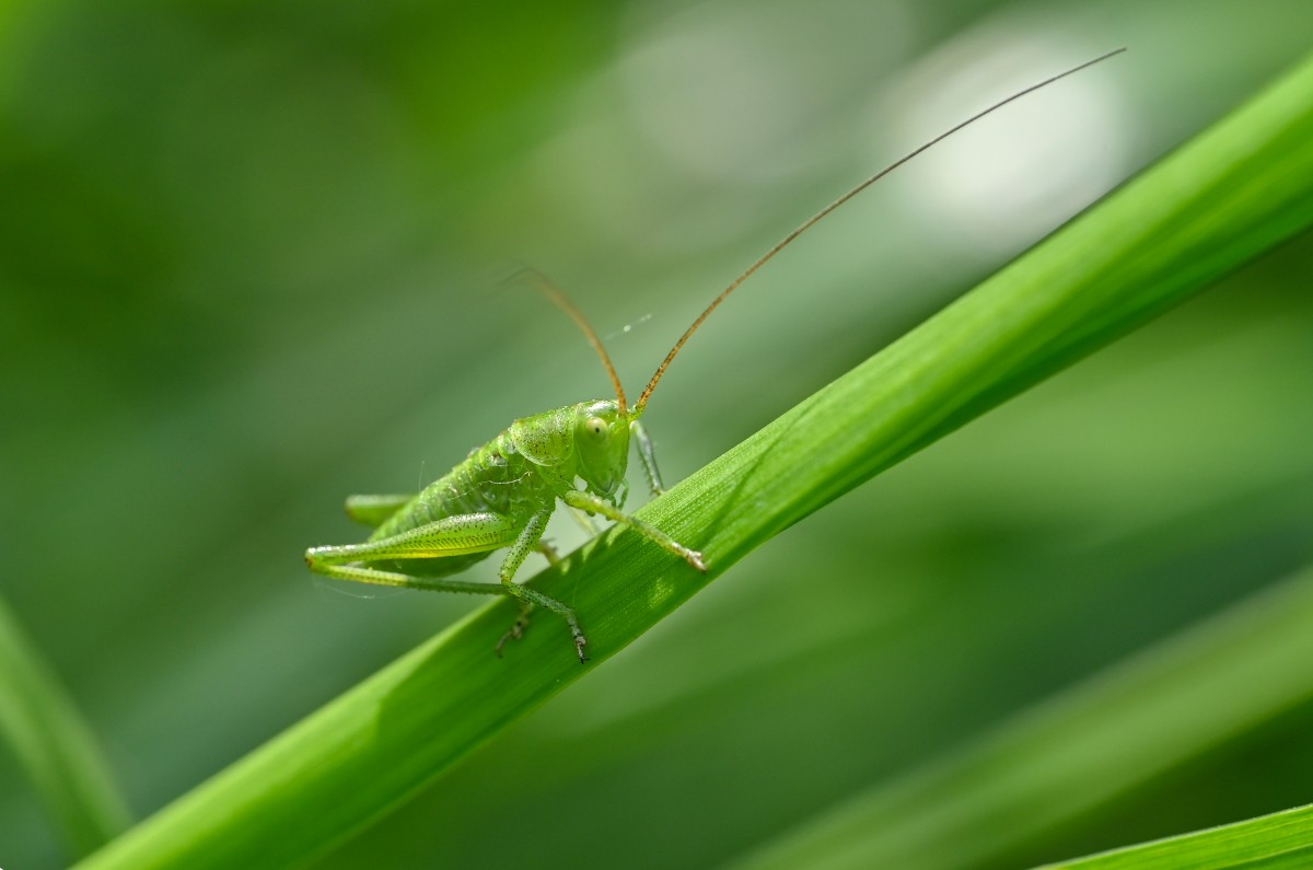 4K养眼壁纸|晨光吻过青禾叶，那只翠绿螽斯正静听风的私语-觅屏壁纸