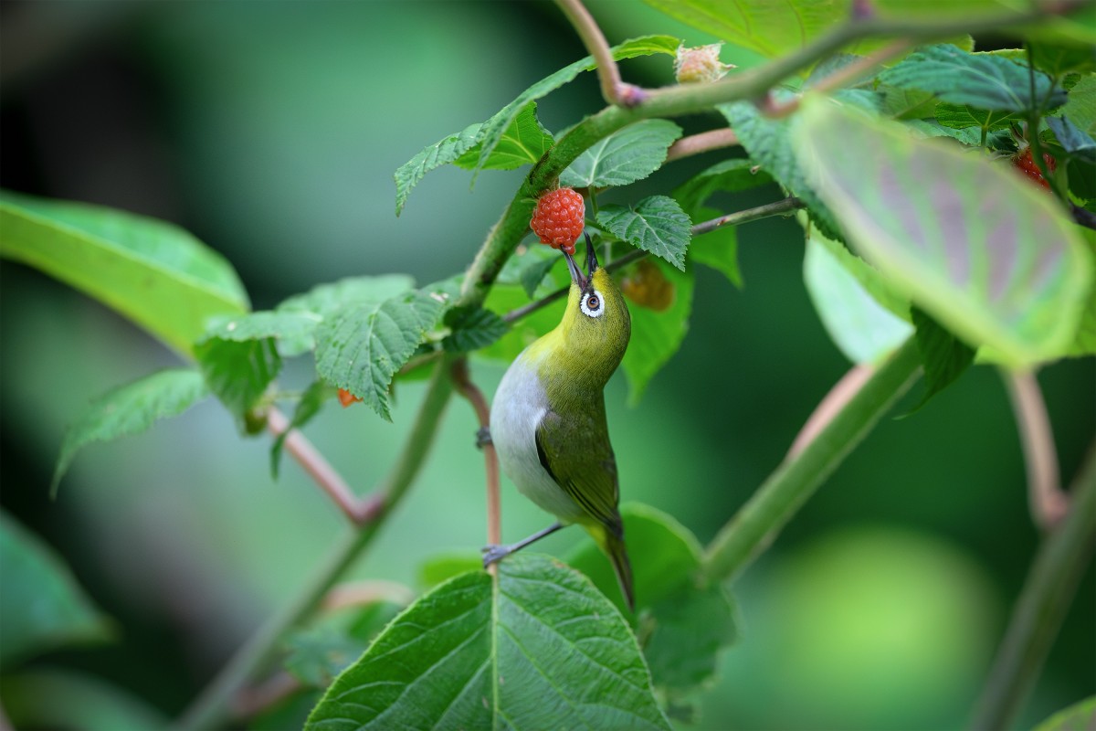 4K壁纸|绿羽白眶的精灵，在夏日枝叶间衔住一抹朱红-觅屏壁纸