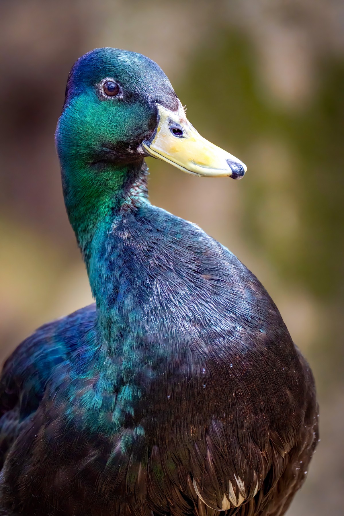 5K壁纸|超清鸭鸭特写壁纸，治愈每一次屏幕点亮-觅屏壁纸