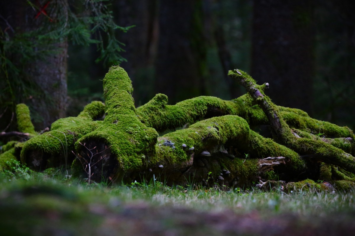 4K高清壁纸|当苔藓爬上枯木，森林便有了最柔软的肌理与生机-觅屏壁纸