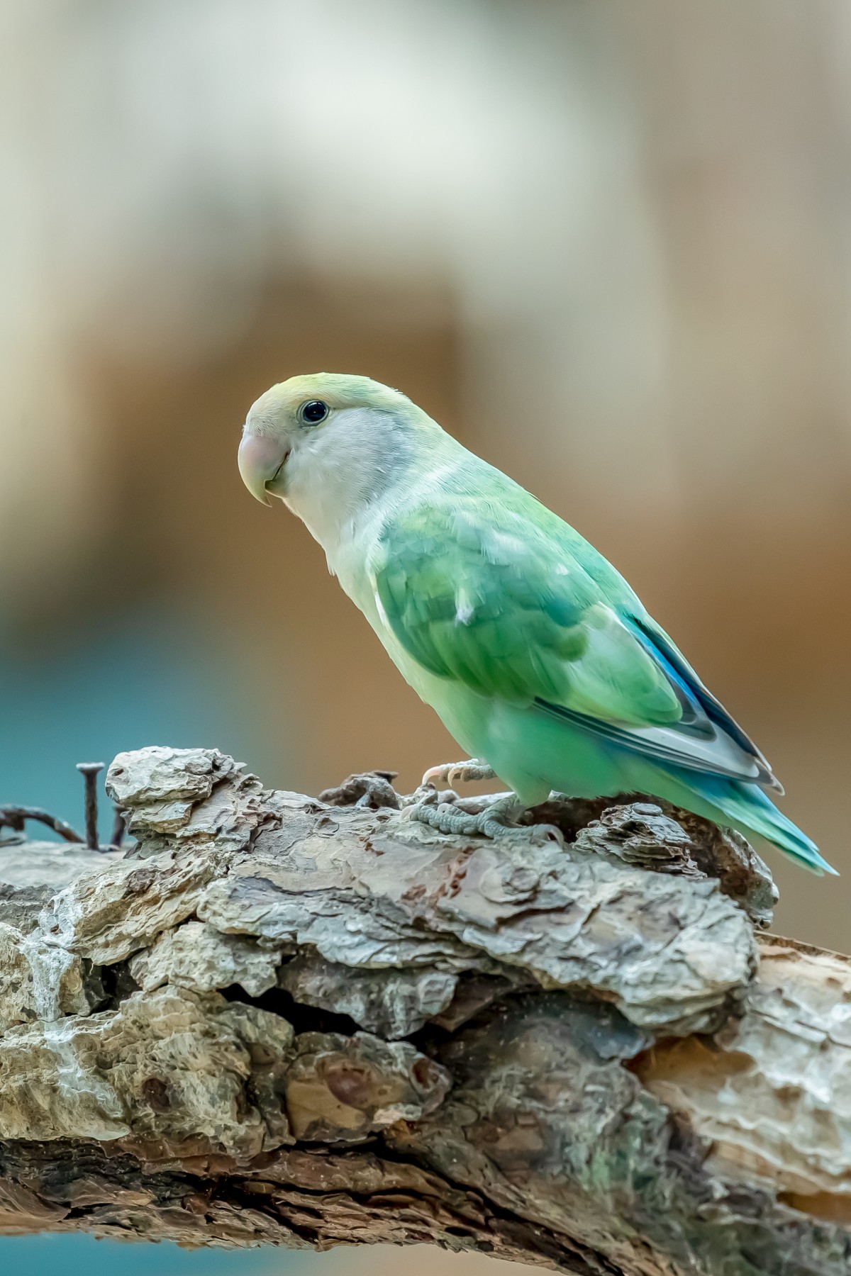 4K壁纸|当绿鹦鹉静栖枯木，每一片羽毛都在柔光里漾着清新-觅屏壁纸