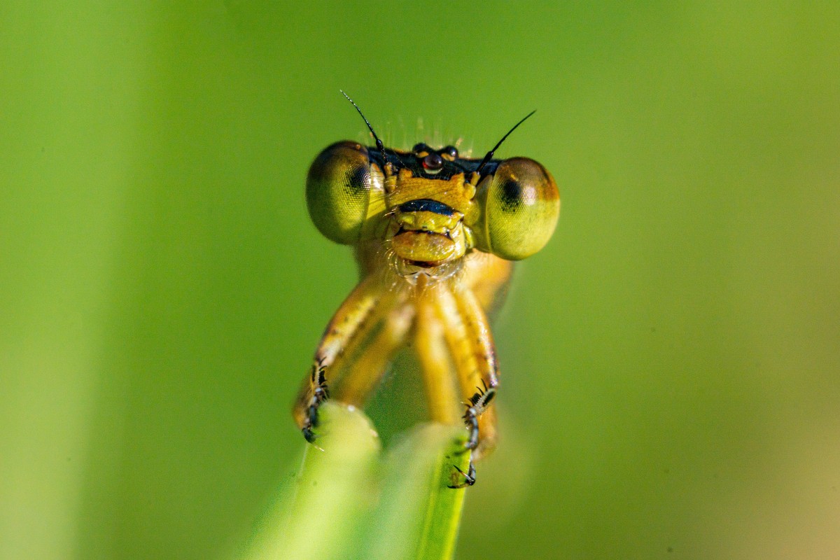 4K壁纸|当豆娘停驻草尖，每一根触须都在晨光里，诉说着微观世界的精致-觅屏壁纸