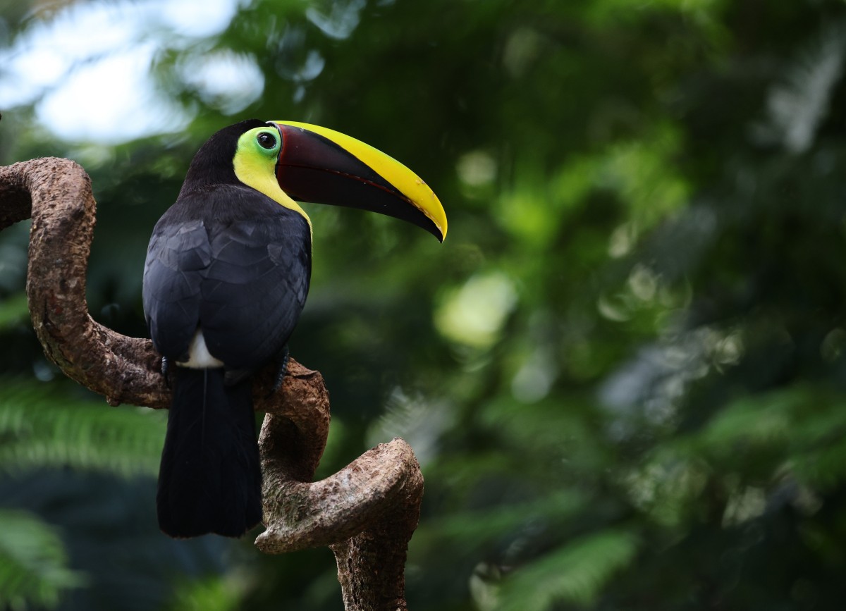 5K壁纸|当巨嘴鸟回眸雨林，黄黑相间的巨喙，成了最醒目的自然符号-觅屏壁纸