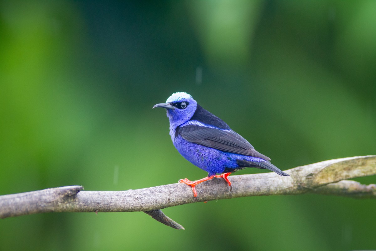 4K壁纸|当紫羽鸟静栖细枝，蓝顶红爪在柔焦绿意里，成了最灵动的一抹亮色-觅屏壁纸