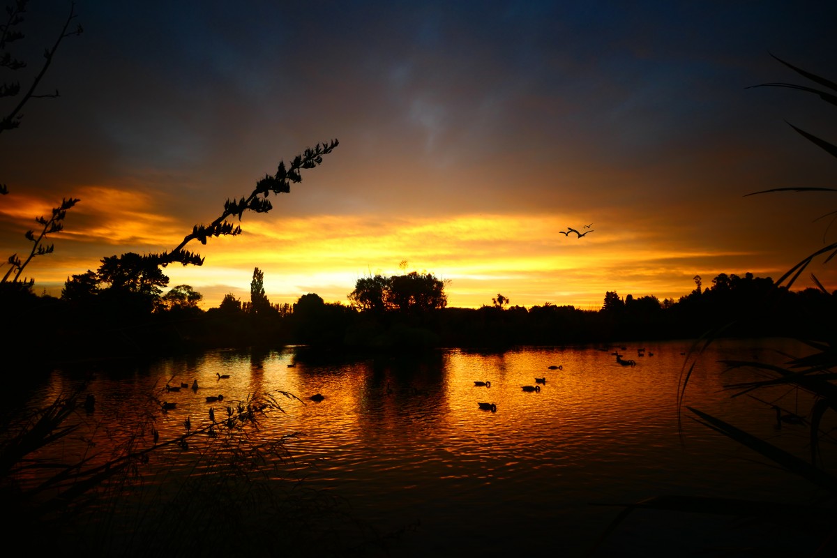 4K壁纸|当落日熔金，湖面便在金波里，成了水禽最治愈的归处-觅屏壁纸