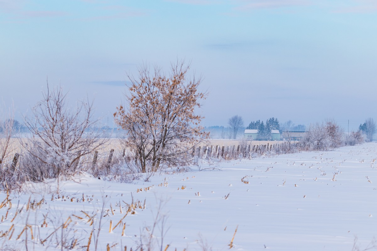 4K壁纸|当霜雪覆满冬田，孤树便在淡蓝的天际里，成了最清冷的一抹剪影-觅屏壁纸