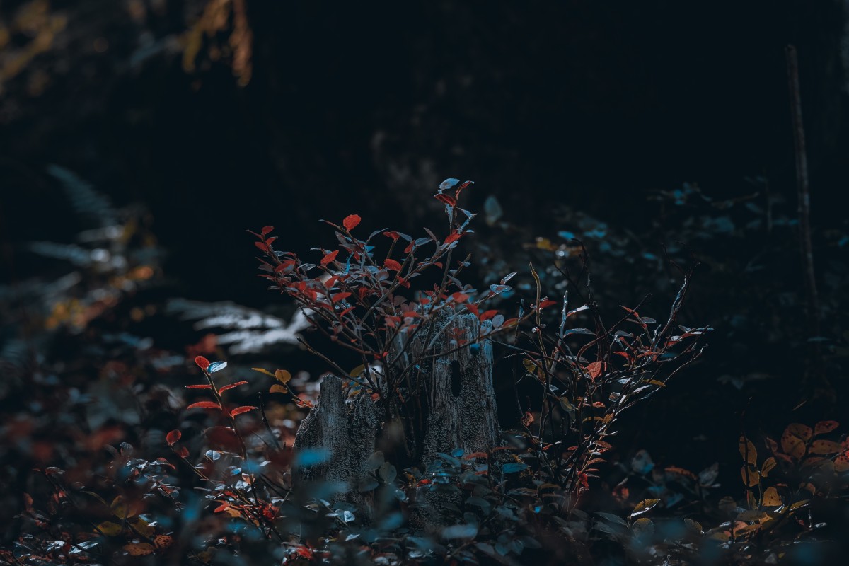 4K壁纸|当幽林深处的光，落在红叶绿植上，便在暗调里，成了最鲜活的一抹亮色-觅屏壁纸