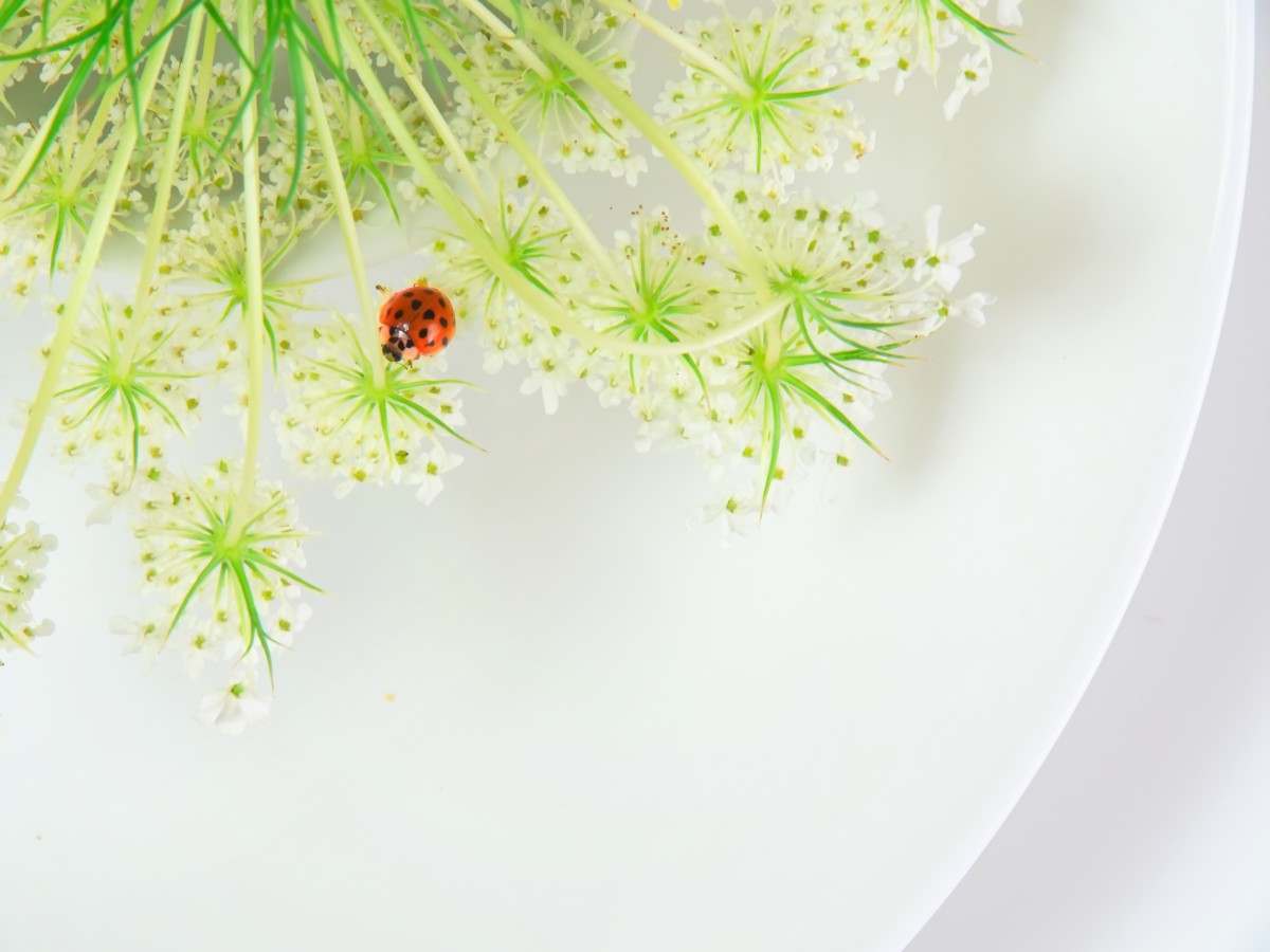 4K 超清清新治愈风瓢虫与白花壁纸｜春日昆虫与植物绝美同框桌面壁纸-觅屏壁纸