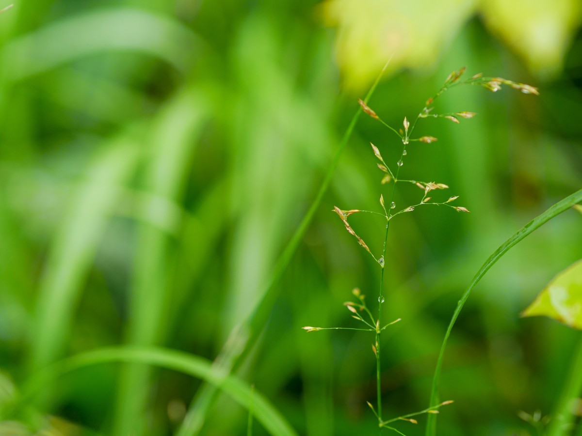 4K 超清清新自然风壁纸｜雨后草茎水珠特写绿意盎然高清桌面壁纸-觅屏壁纸