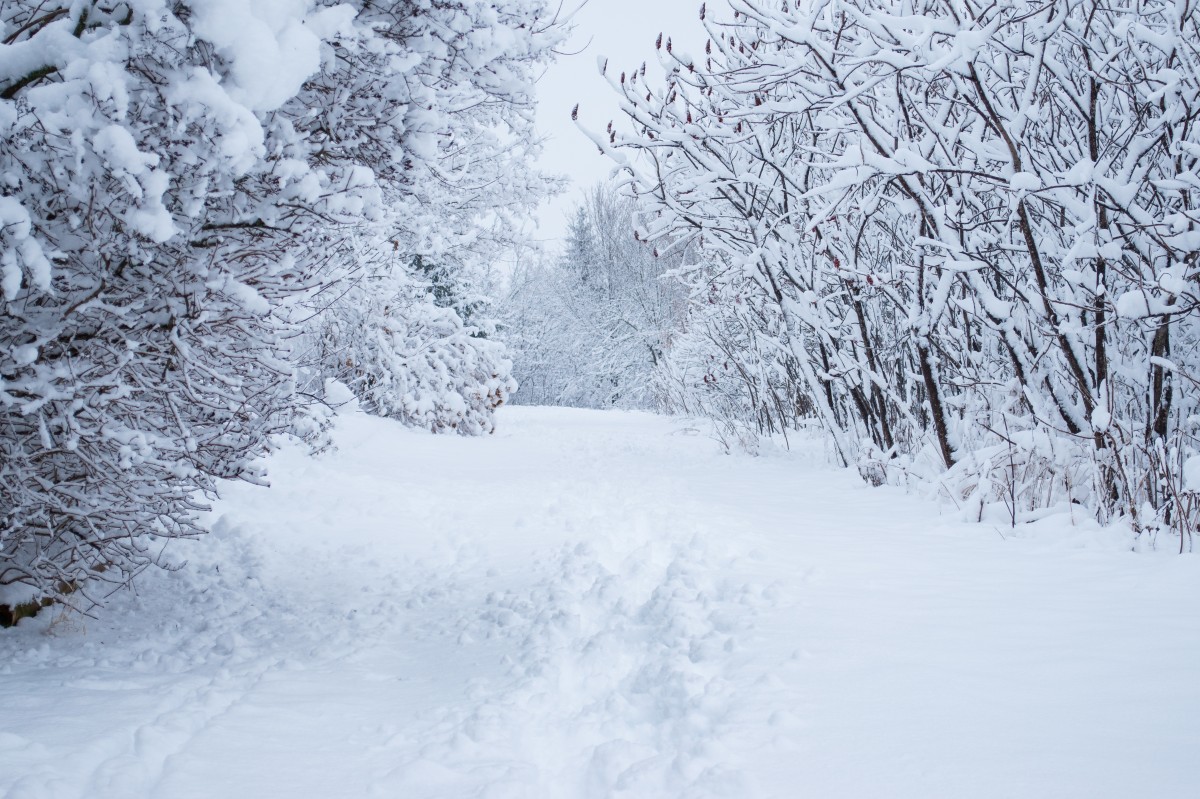 4K 超清纯白雪景风壁纸｜雪林小径与覆雪树木冬日治愈高清桌面壁纸-觅屏壁纸