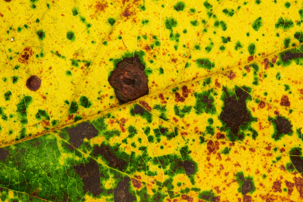 4K 超清微距自然风壁纸｜秋叶斑斓纹理秋日清新高清桌面壁纸-觅屏壁纸