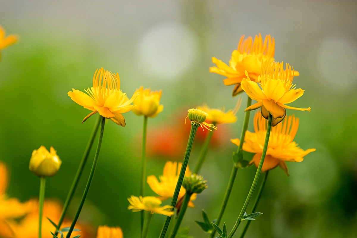 4K 超清清新黄花风壁纸｜春日黄花与浅绿背景自然治愈高清桌面壁纸-觅屏壁纸