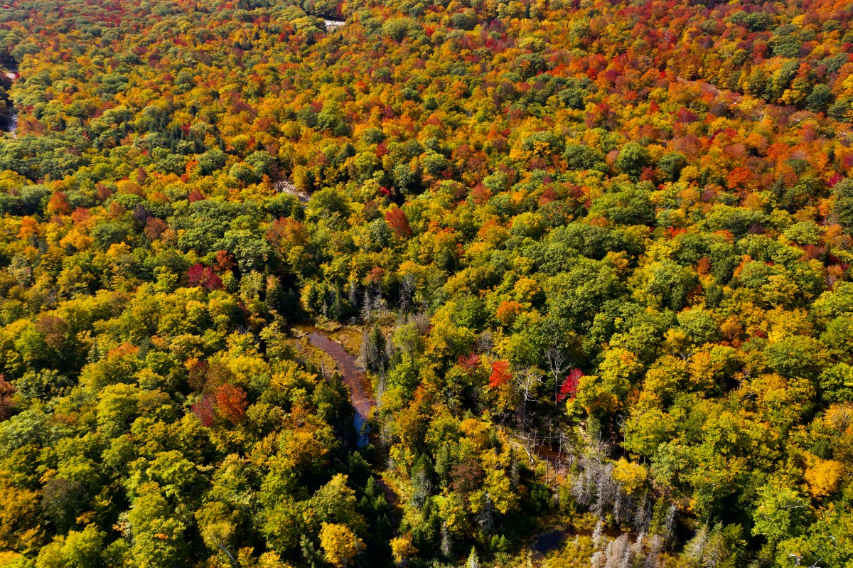 4K 超清秋林治风景壁纸｜秋林溪流与秋林航拍高清手机壁纸-觅屏壁纸