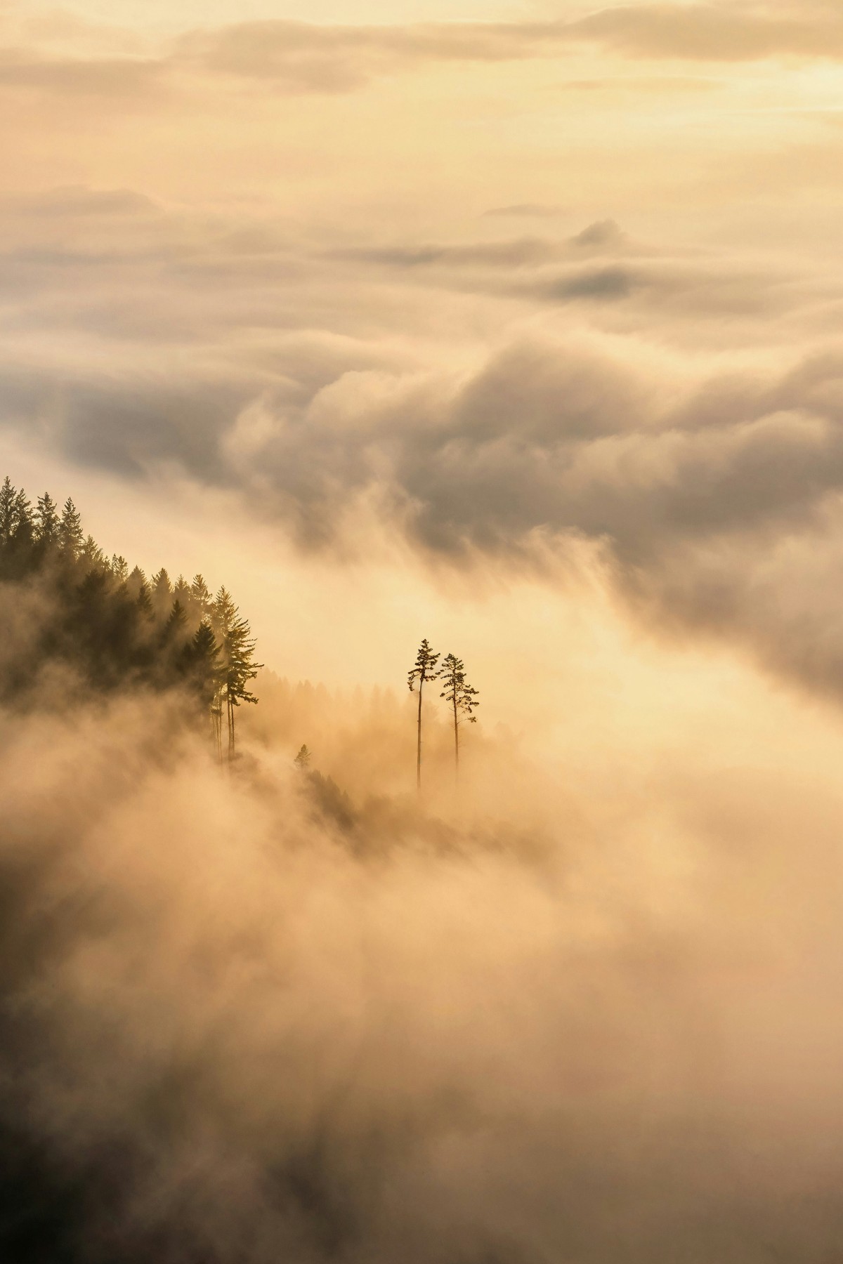 4K壁纸|金浪翻涌的云海间，孤树静立-觅屏壁纸