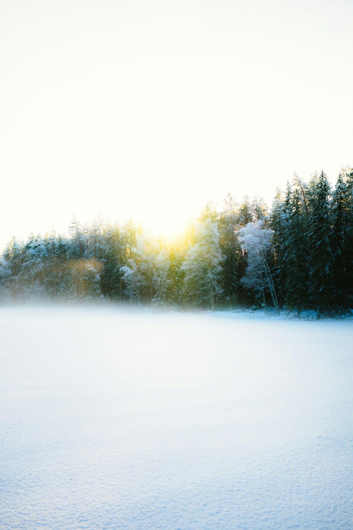 8K壁纸|晨雾漫过冰封的湖，金辉吻过雪岸的树：在极寒的晨光里，听见世界的呼吸-觅屏壁纸
